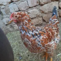 پیش فروش جوجه برا ۲ روز دیگه