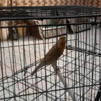 قناری|پرنده|مبارکه, |دیوار