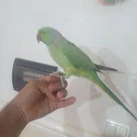 طوطی ملنگو نر دستی سخنگو