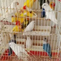 خرید و فروش طوطی برزیلی فوری