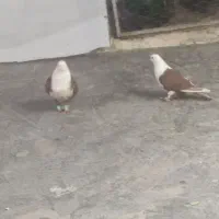 یک جفت نرماده کلاغ سرخ