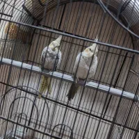 عروس پاریس|پرنده|کارون, |دیوار