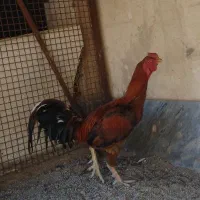 خروس لاری
