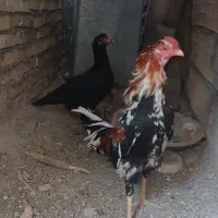 دوعدد مرغ خروس و50کیلونان خشک کیلوی35هم هست
