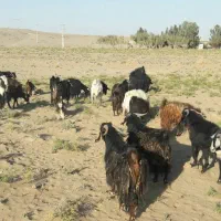 چبش چاق فروشی