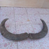 شاخ دکوراسیون جلوی چشم