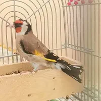 سهره شکاری اصیل فارس