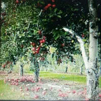 خرید  سیب بادریز و ضایعات سیب از باغ