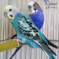 خرید و فروش انواع مرغ عشق خاص 24 ساعته