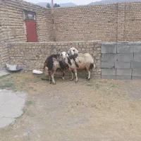 گوسفند