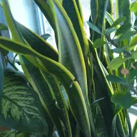 گلهای شاداب و زیبا مقاوم گلدون سرامیک