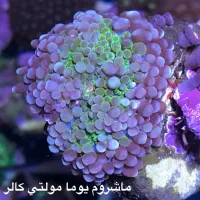 آبشور آب شور