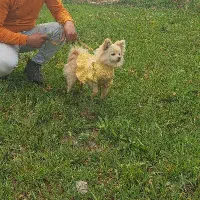 پامرانین خرسی عروسکی|سگ|نیشابور, شهرک رسولی|دیوار