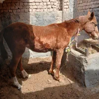 کره اسب‌ نژاد دار