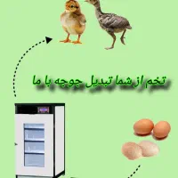 تخم بیار جوجه ببر