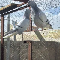 کبوتر کاغذی دمسفید