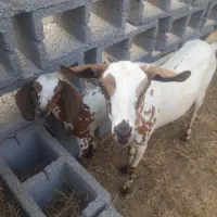 بز با کهره پاکستانی
