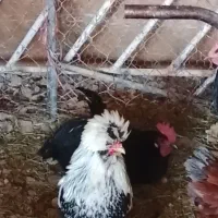 خروس