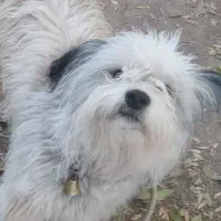 سگ خوشگل شیتزو