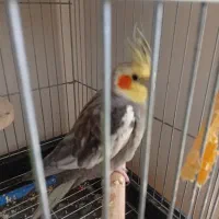 عروس هلندی سخنگو|پرنده|پرند, فاز ۶|دیوار