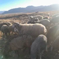 میش|حیوانات مزرعه|زنده رود, |دیوار