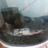 ماهی|ماهی|تربت جام, مسکن مهر|دیوار