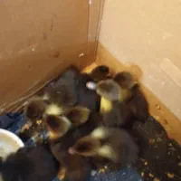 جوجه اردک روسی ده روزه