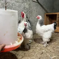 جفت برهما|حیوانات مزرعه|گلوگاه, |دیوار