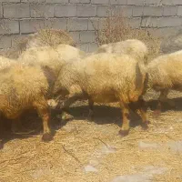گوسفند داشتی