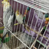 عروس هلندی