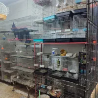 قفس کاسکو طوطی