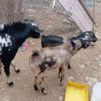 قشم فروش کهره نری گوشتی