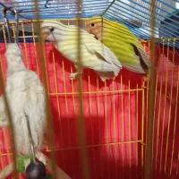 فروش و معاوضه طوطی برزیلی