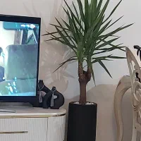 گلدان آپارتمانی