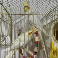 جفت عروس هلندی نیم رام سخنگو مولد لتینو روتخم|پرنده|کرمان, |دیوار