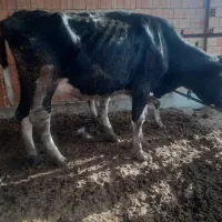 فروش گاو شکم اول|حیوانات مزرعه|سیمین شهر, |دیوار