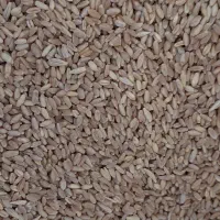 خوراک دام وطیور.و..|لوازم جانبی حیوانات|سیرجان, |دیوار