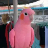 جفت نر و ماده