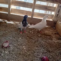 تعداد  کبوتر نسل بالا