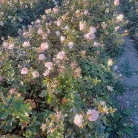 کندرز هلندی|گل و گیاه طبیعی|محلات, |دیوار