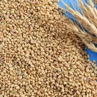 گندم بذر باران