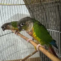 طوطی گرینچیک سخنگو