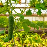 کارگر ساده برای گلخانه