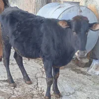 گوساله چاق