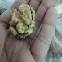 گردو  چهار محال نمونه