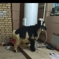 بره ماده