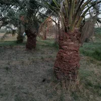 فروش 6ساعت آب با 4هکتار زمین کشاورزی|فروش دفتر صنعتی، کشاورزی، تجاری|نگین کویر, |دیوار