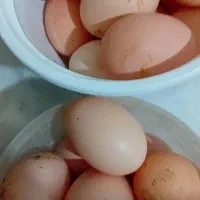 تخم مرغ محلی