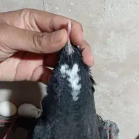 نر سیاه پلنگ کفتر سوراخ