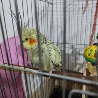 عروس هلندی بالغ